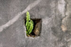 7月4日のエネルギー：リセットと植物の更新剪定に学ぶ