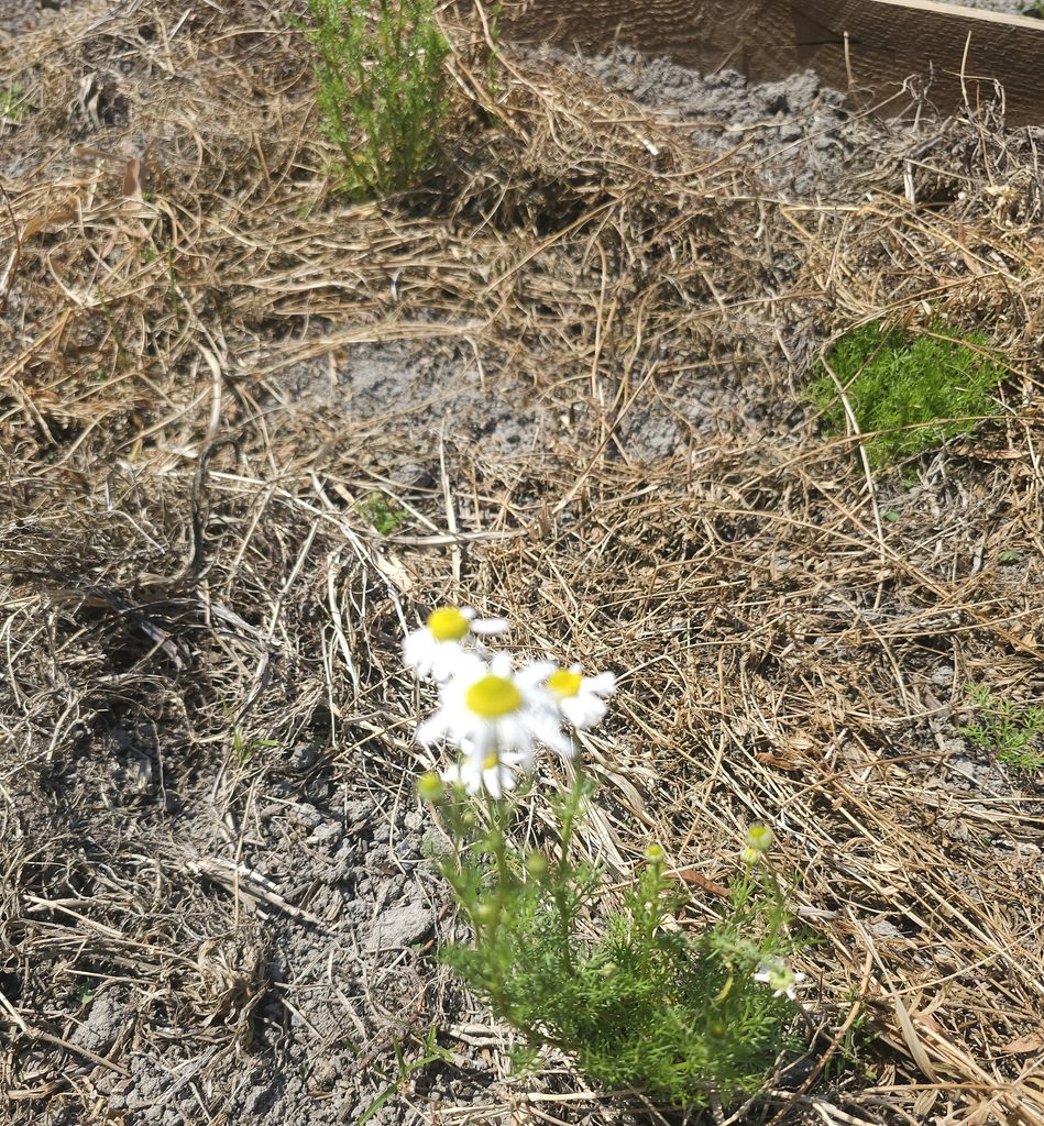 カモミール定植